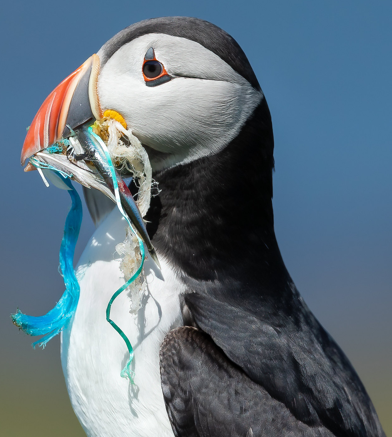 Image: Gary McHale Image